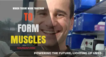 How Connective and Muscle Tissues Collaborate to Build Functional Muscles