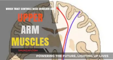 Corticospinal Tract: Commanding Neck, Shoulder, and Upper Arm Muscles