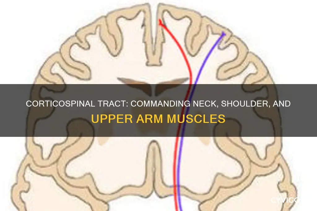 which tract controls neck shoulder and upper arm muscles
