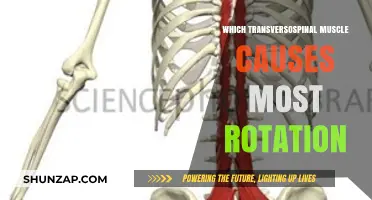 Which Transversospinal Muscle Causes the Most Rotation? A Deep Dive
