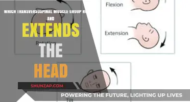 How the Rotatores and Multifidus Muscles Rotate and Extend Your Head