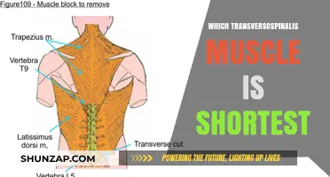 Transversospinalis Muscle: Which is the Shortest?