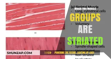 Striated Muscles Explained: Identifying the Two Key Muscle Groups