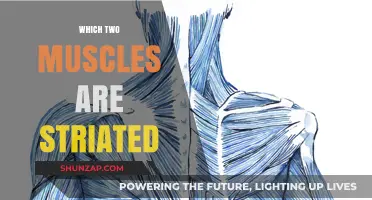 Striated Muscles: Only Two Are Striated, Which Ones?
