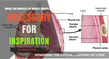 Essential Muscles for Breathing: Diaphragm and Intercostals Explained