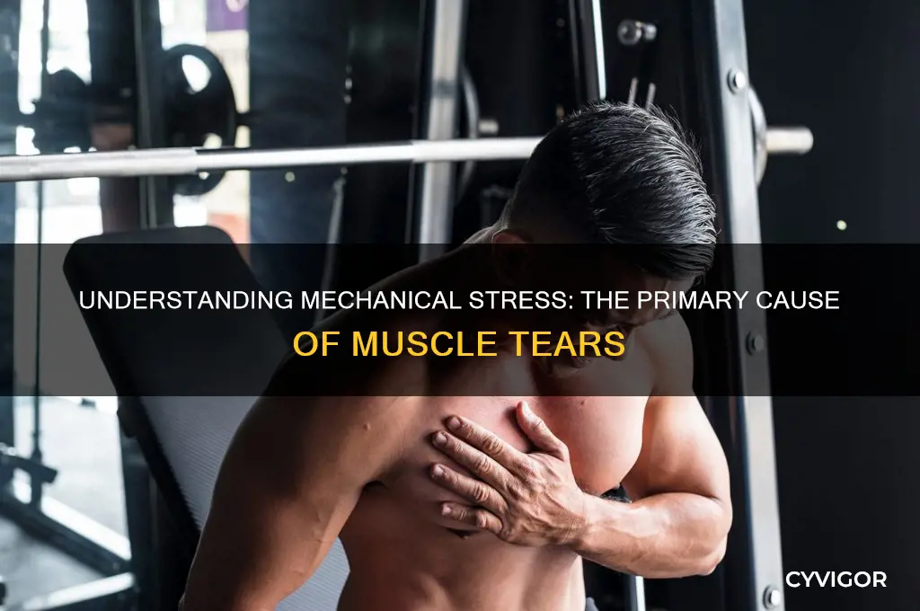 which type of mechanical stress causes a muscle tear