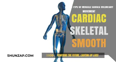 Voluntary Movement: Skeletal Muscles vs. Cardiac and Smooth Muscles Explained