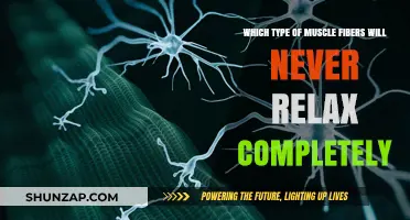 Why Slow-Twitch Muscle Fibers Remain Partially Active at Rest