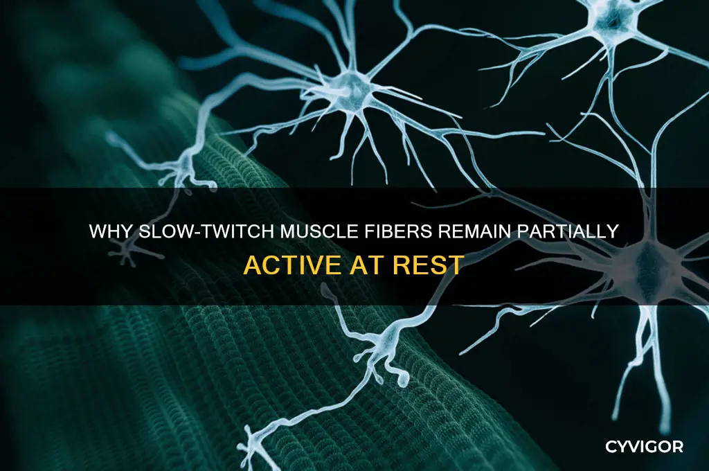 which type of muscle fibers will never relax completely