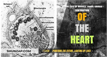Cardiac Muscle Tissue: The Key Driver of Heart Contractions