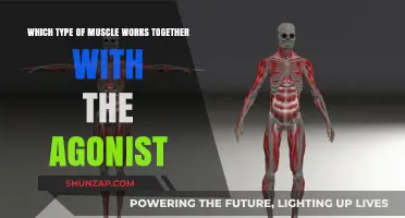Synergist Muscles: How They Team Up with Agonists for Movement