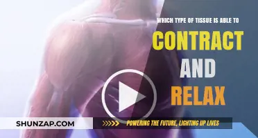 Muscle Tissue: The Unique Ability to Contract and Relax Explained