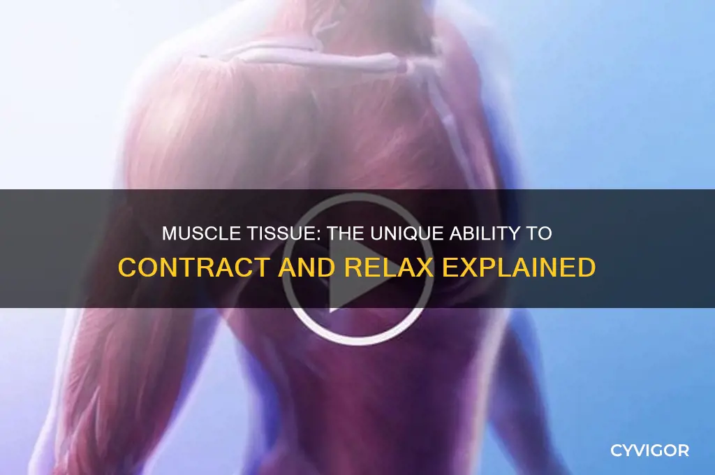 which type of tissue is able to contract and relax