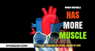 Left Ventricle: The Muscle Powerhouse of the Heart