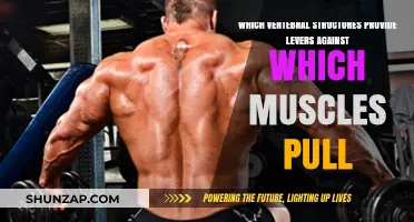 Vertebral Structures: Muscular Leverage Points in Spinal Mechanics Explained