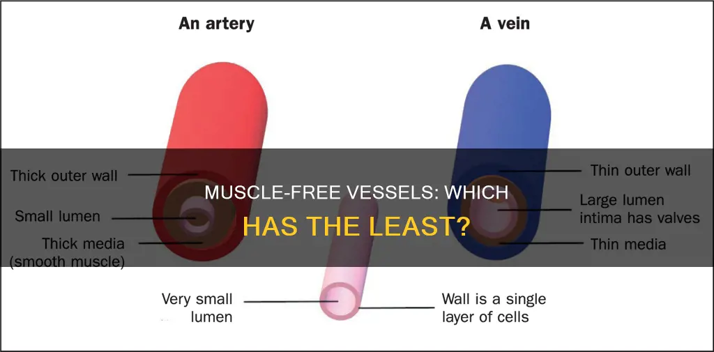 which vessel has least muscle