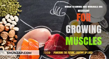 Essential Vitamins and Minerals for Muscle Growth and Recovery