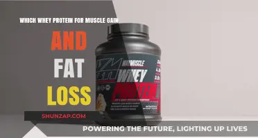 Best Whey Protein for Muscle Gain and Fat Loss: Top Picks