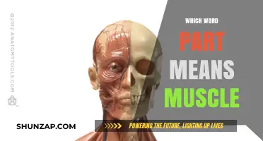 Muscle Mechanics: Unraveling the Intricacies of Word Roots