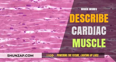Key Words to Describe Cardiac Muscle