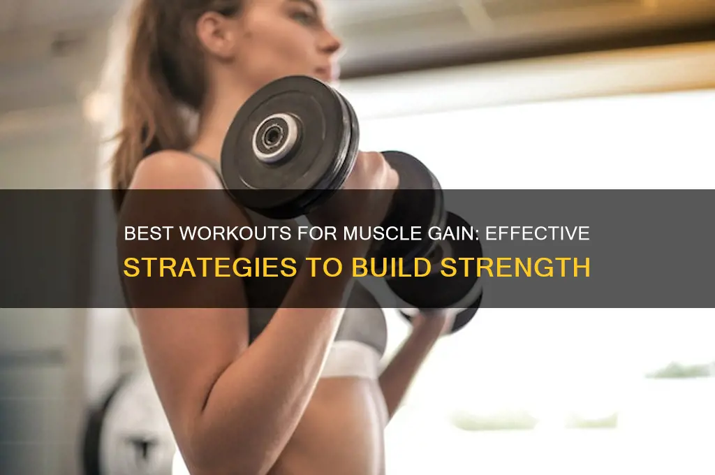 which workout is best for muscle gain