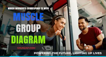 Muscle Group Workouts: Visual Guide to Targeted Exercises