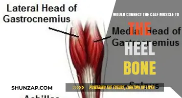 Understanding the Connection: Calf Muscle to Heel Bone