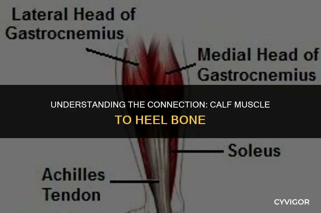 which would connect the calf muscle to the heel bone