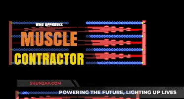 Muscle Contractors: Who Approves and Why