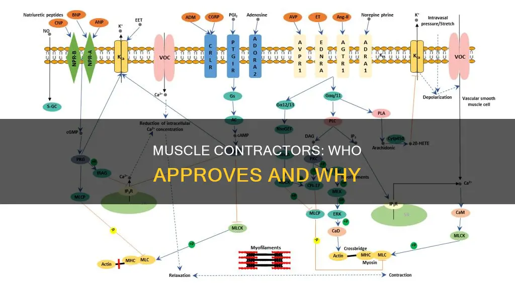 who approves muscle contractor