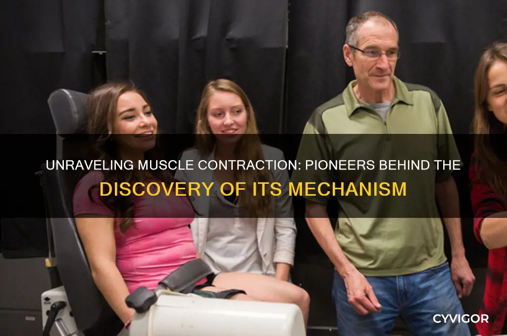 who discovered how muscle contraction works
