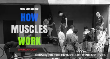 Unveiling Muscle Mechanics: Pioneers Behind How Muscles Function