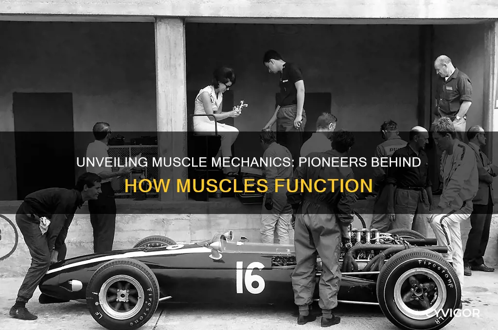 who discovered how muscles work