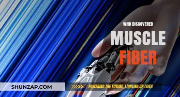 The Discovery of Muscle Fibers: Unraveling the Mystery