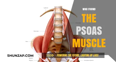 The Psoas Muscle: Who Discovered This Elusive Muscle?