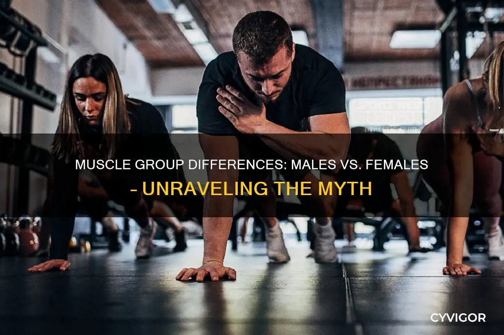 who has more muscle groups male or female