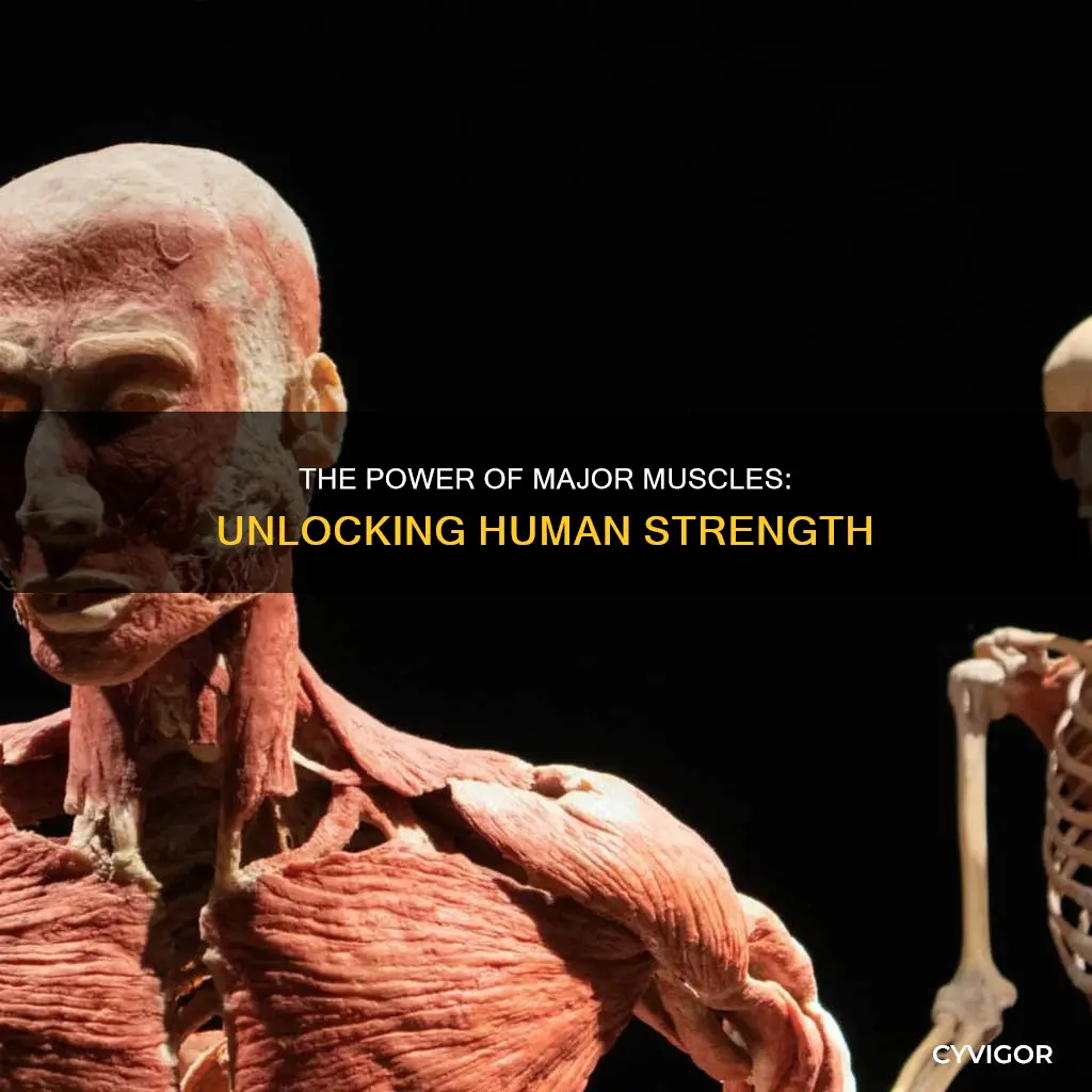 who is a major muscle