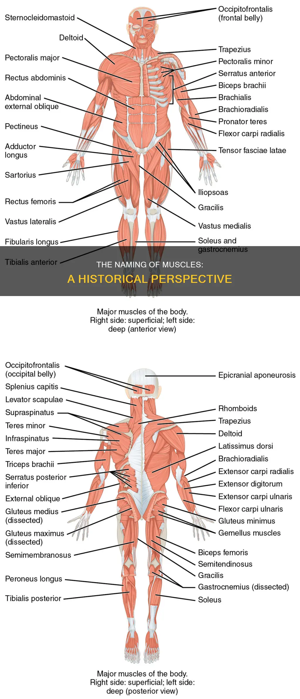 who named the muscles