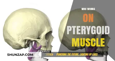 Unveiling the Experts Behind Pterygoid Muscle Research and Function