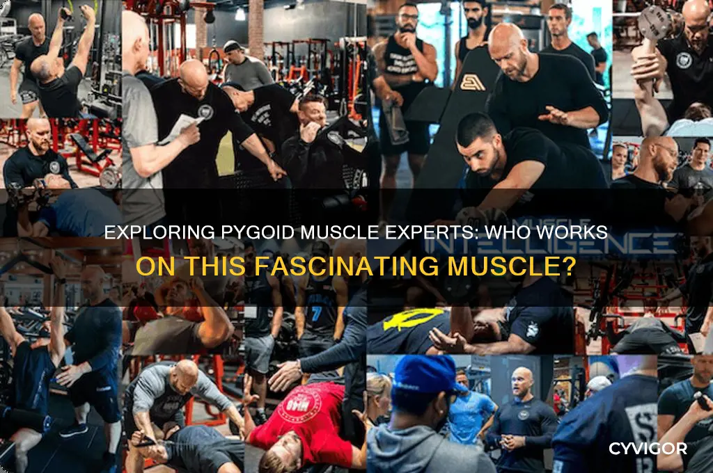 who works on pygoid muscle
