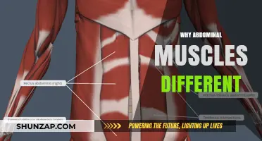 Abdominal Muscles: Why Are They So Unique?