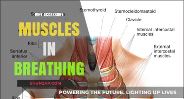 Accessory Muscles: Why They're Vital for Breathing
