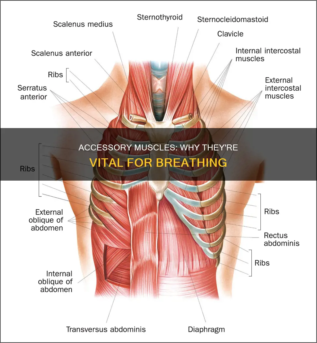 why accessory muscles in breathing