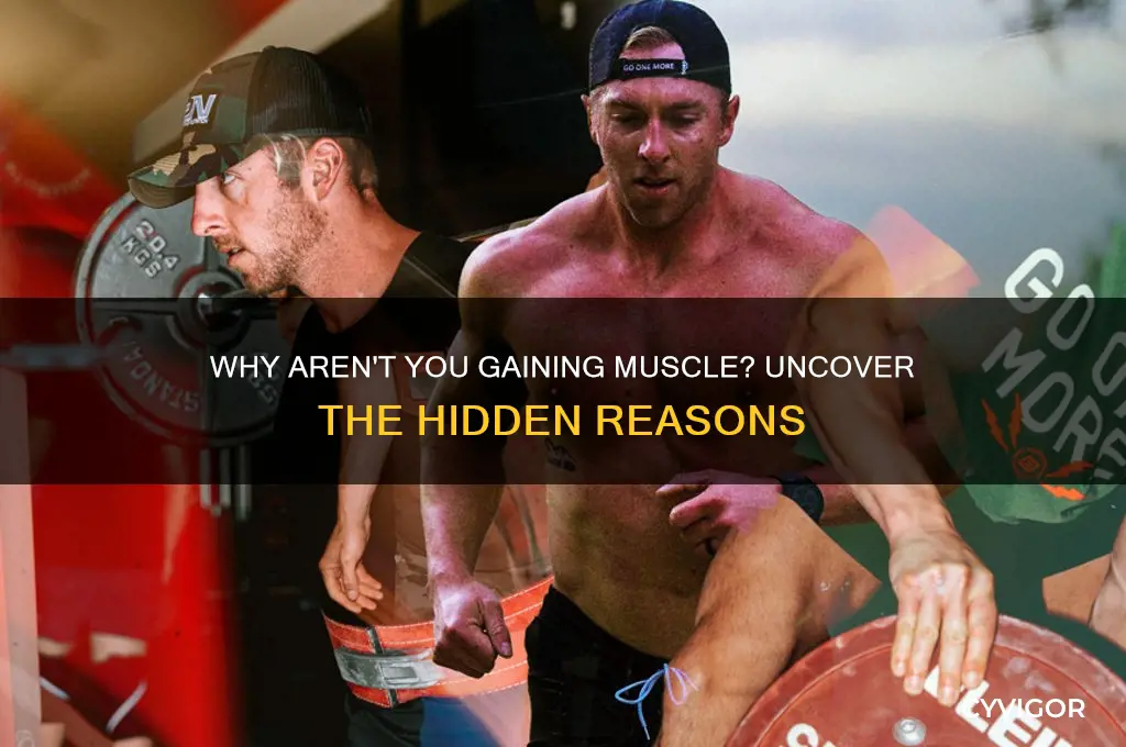why aint i gaining muscle