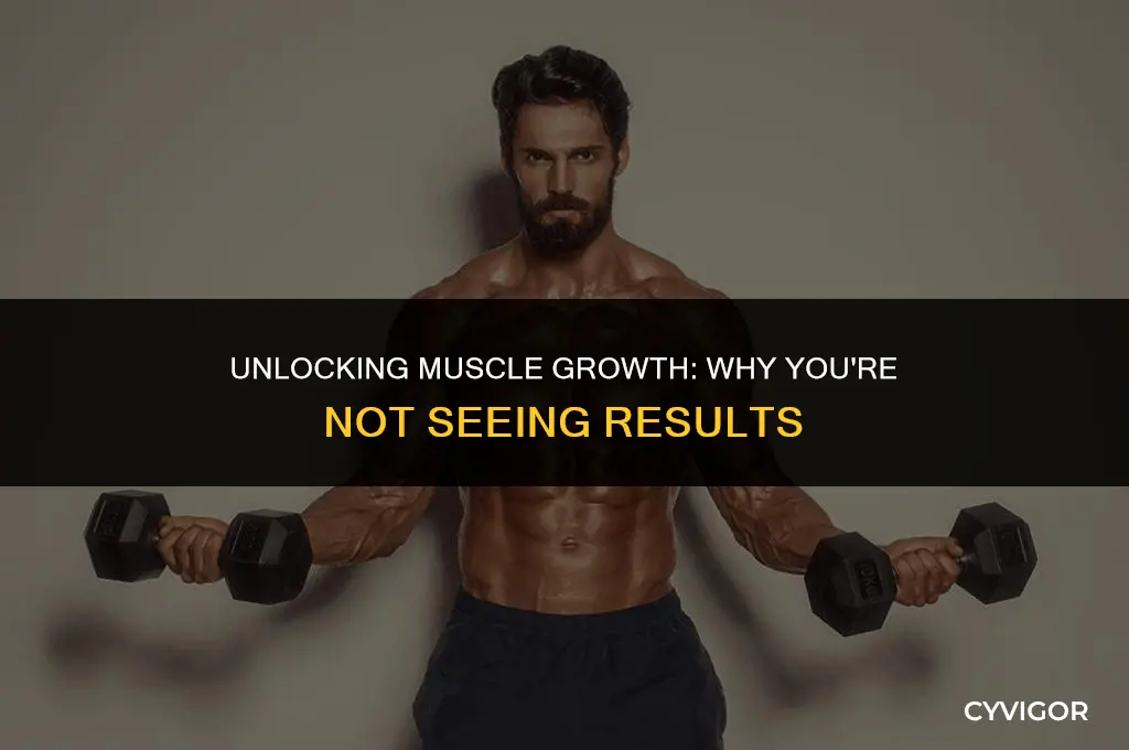 why am i not building muscle