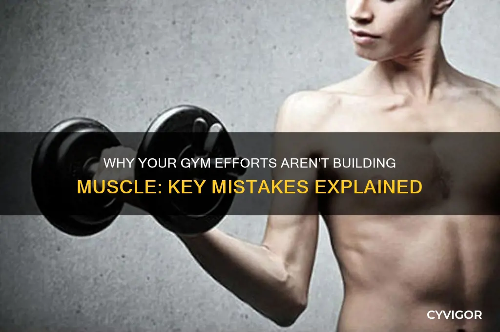 why am i not gaining muscle at the gym