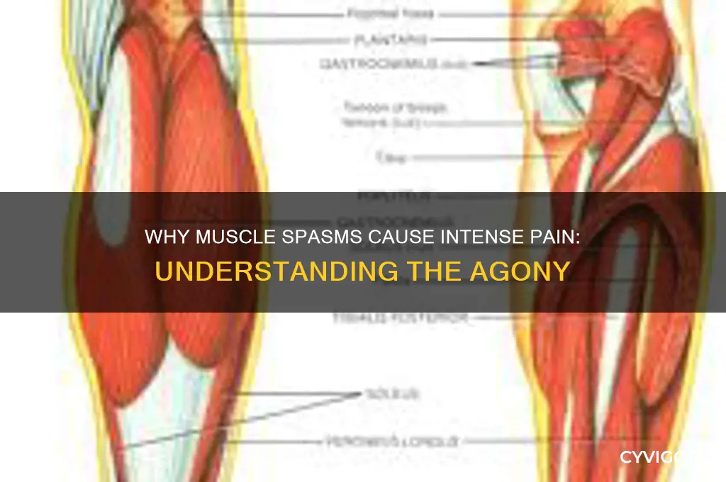 why are a muscle spasm so painful