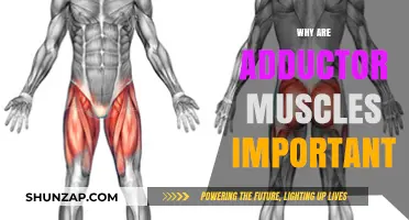 Adductor Muscles: Why They're Vital for Athletes