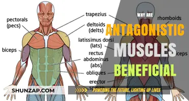 Antagonistic Muscles: Benefits of Balanced Muscle Pairs