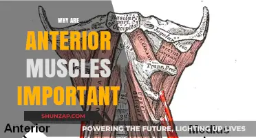 Anterior Muscles: Why They're Vital for Movement and Stability
